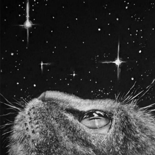 Ночь Луна кот