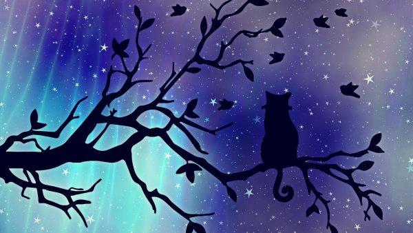 Кошка Луна