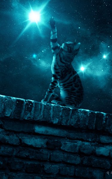 Котенок и звезды
