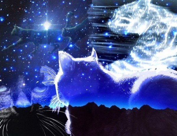 Ночной кот