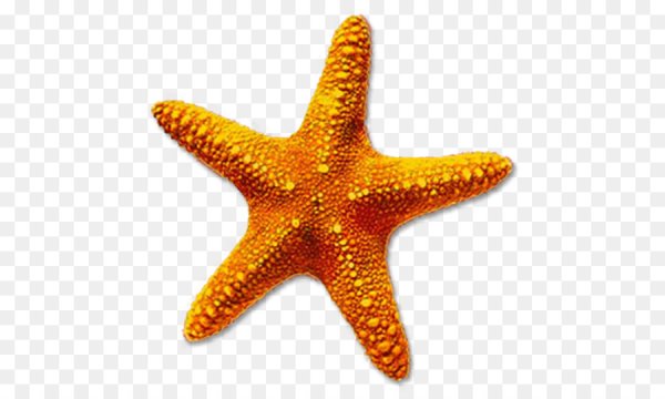 Солястер морская звезда