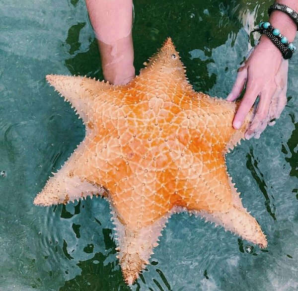 Морская звезда питается