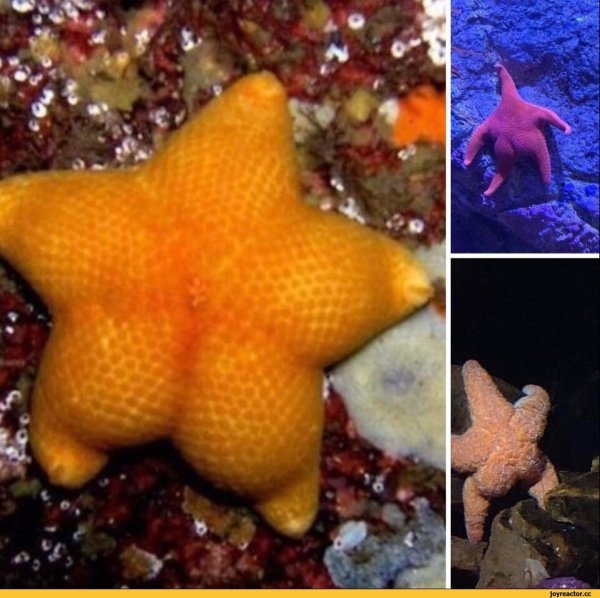 Морская звезда трафарет