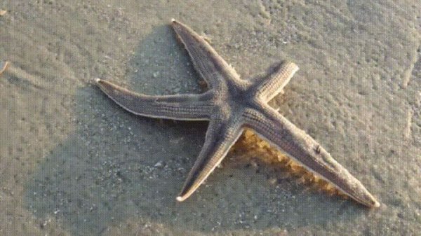 Морская звезда для детей