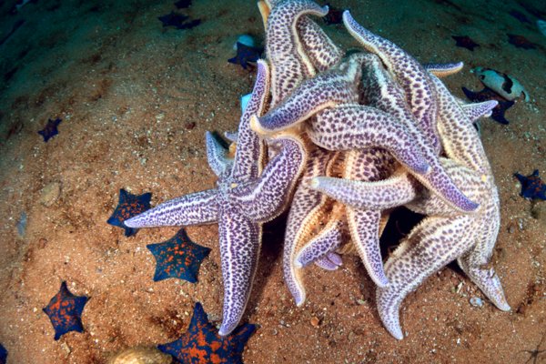 Морская звезда