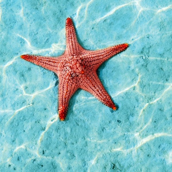 Морская звезда