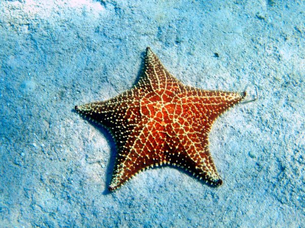 Морская звезда