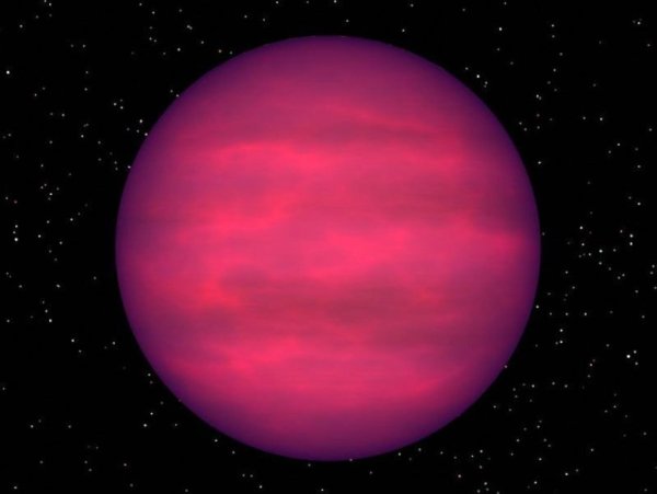 Кулик коричневый