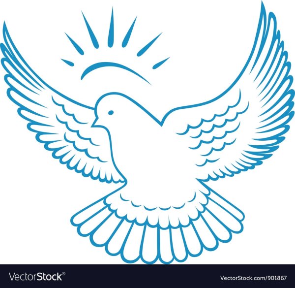 Голубь контур на прозрачном фоне