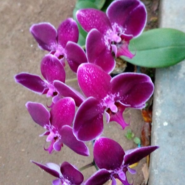 Голубь без фона