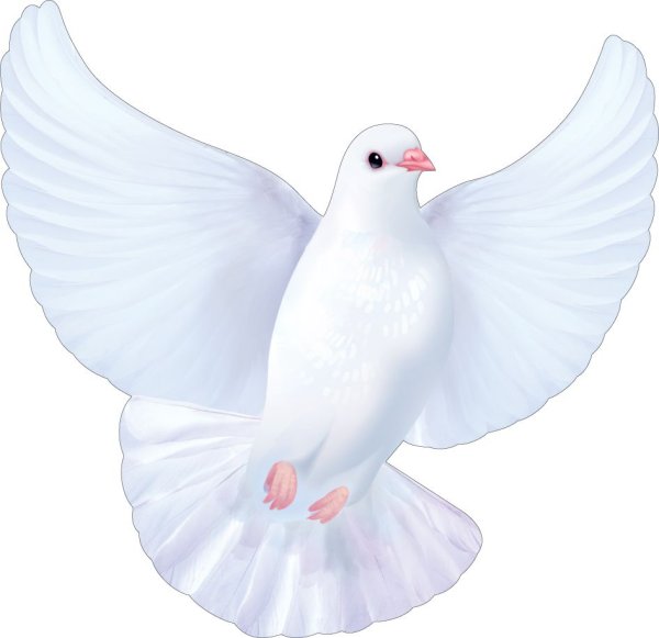 Белый голубь с цветком в клюве