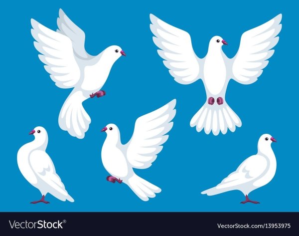 Голубь с ленточкой