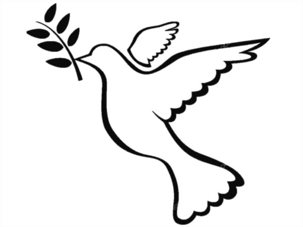 Голубь с веточкой на белом фоне