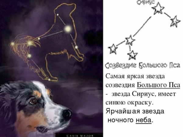 Сириус из созвездия большого пса