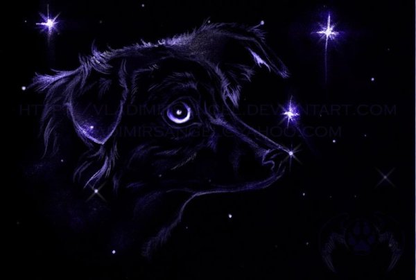 Canis Major Созвездие