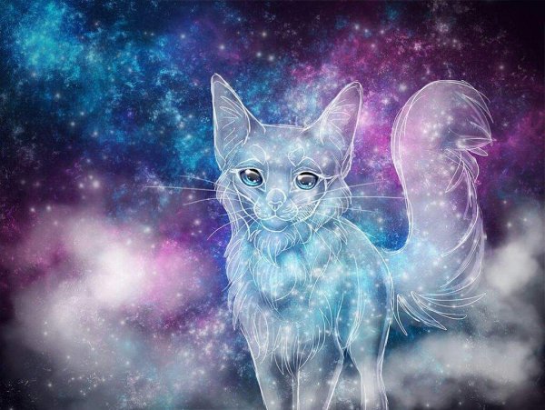 Коты Воители Звёздное племя арт