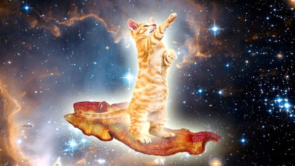 Коты Вселенная