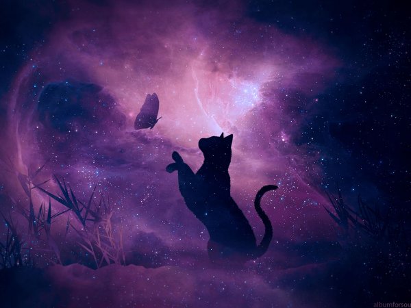 Кошка Луна
