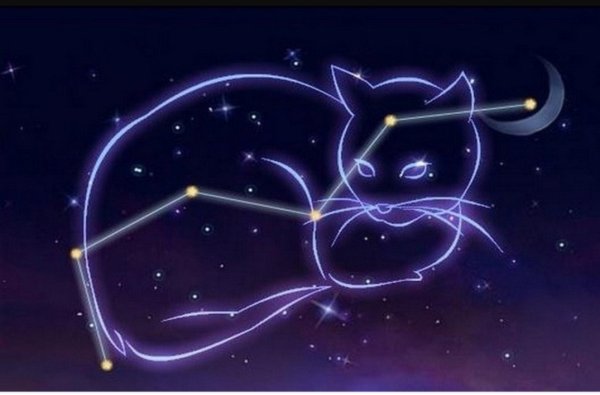 Ночь звезды кот