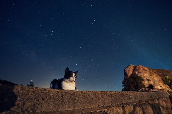 Кот и звездное небо