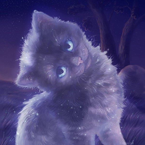 Кот ночью