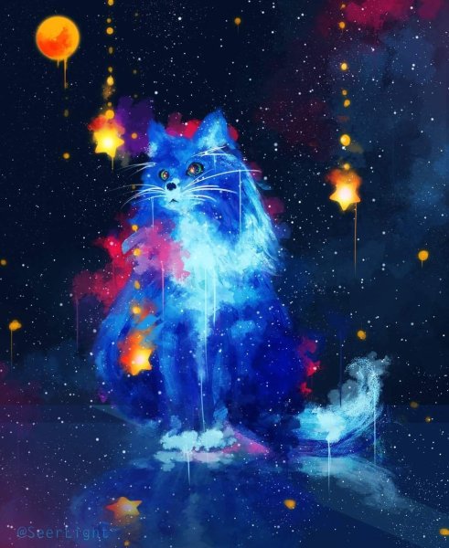 Кот и звездное небо