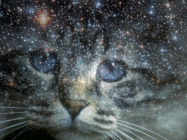 Котик и звездное небо
