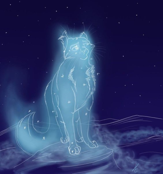 Кот Вселенная