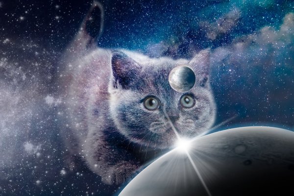 Коты и звездное небо