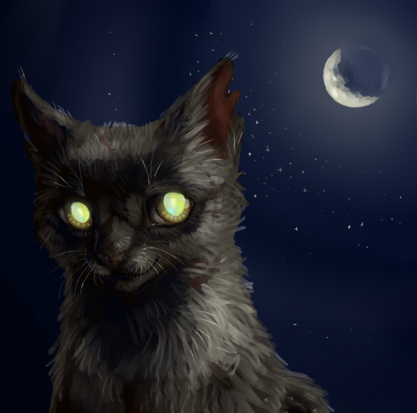 Коты Воители ночная звезда