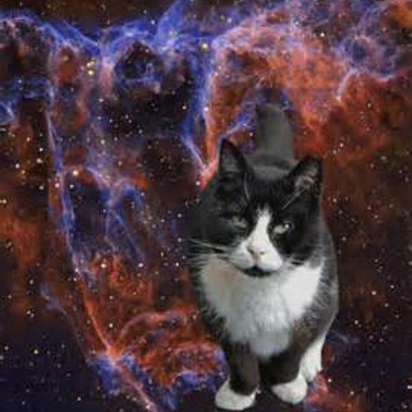 Кошка Луна
