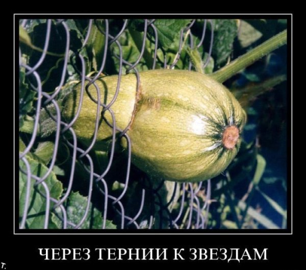 Сквозь тернии к звездам