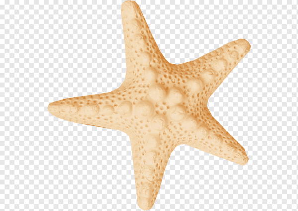 Морская звезда на прозрачном фоне