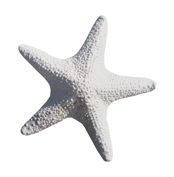 Морская звезда на белом фоне