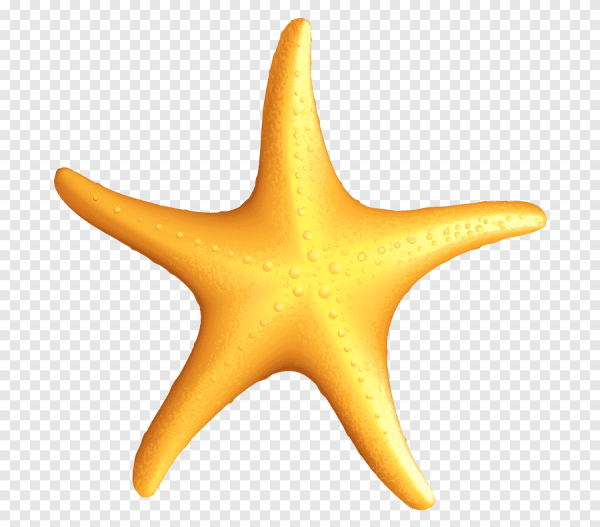 Морская звезда вектор
