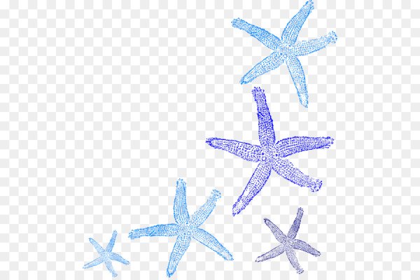 Морское на прозрачном фоне