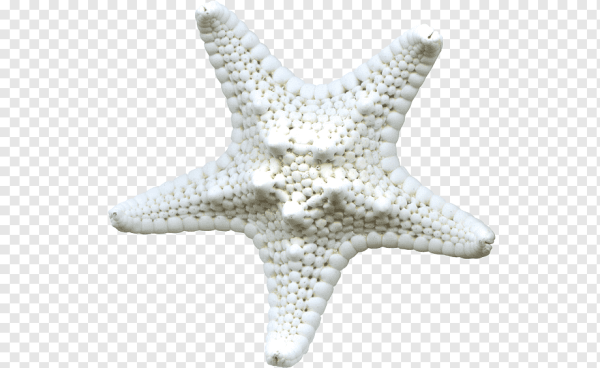 Морская звезда на белом фоне