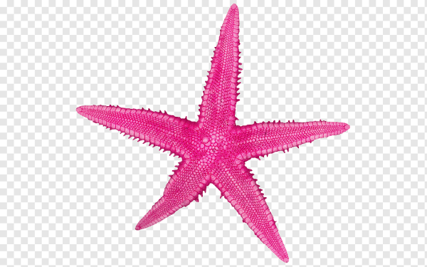 Морская звезда на розовом фоне
