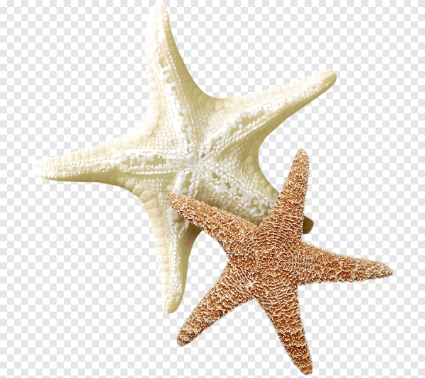 Морская звезда на прозрачном фоне