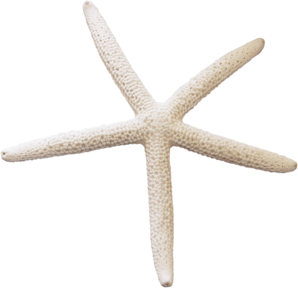 Желтая морская звезда