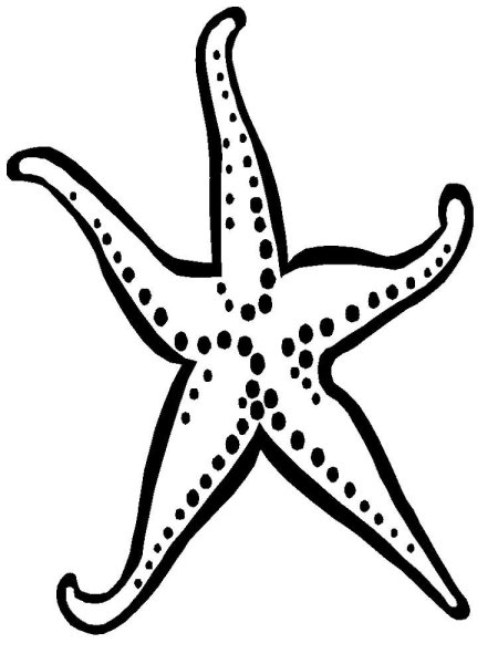 Морская звезда эскиз