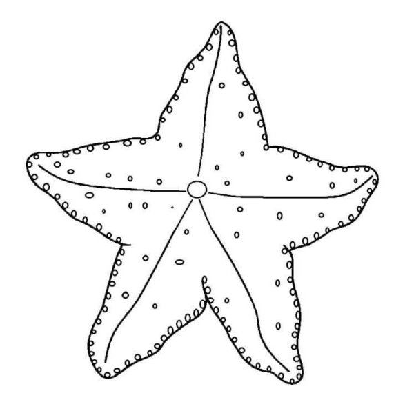 Раскраска морскиизвезды
