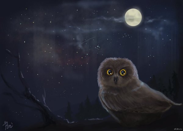 Сова ночью