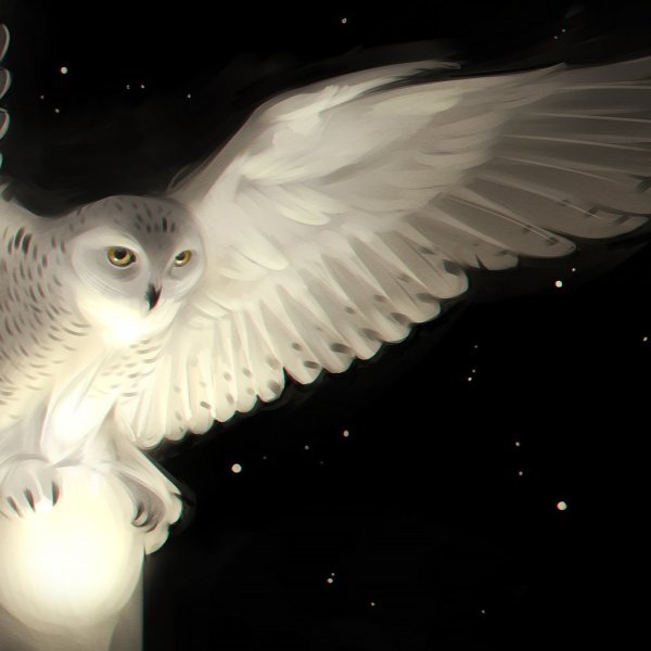 Совы Полярные