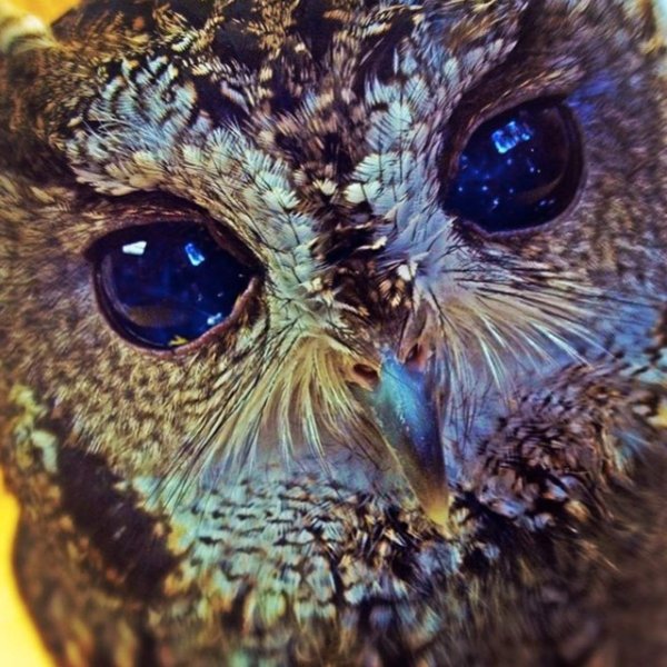 Настроение Сова