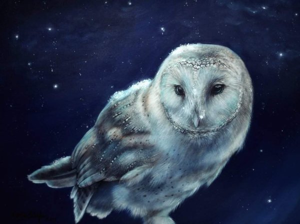 Ночная Сова