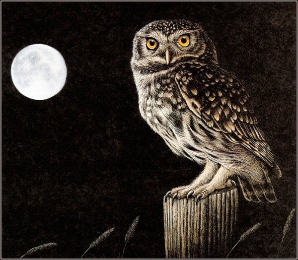 Сова с книжкой акварель