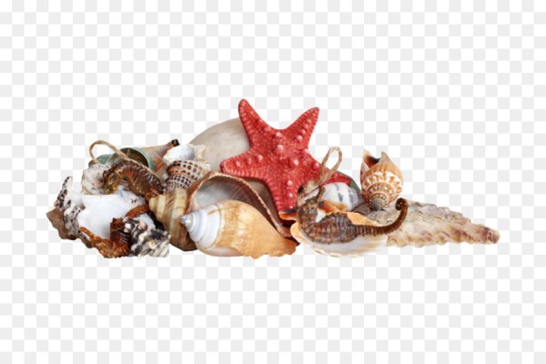 Морские ракушки на прозрачном фоне