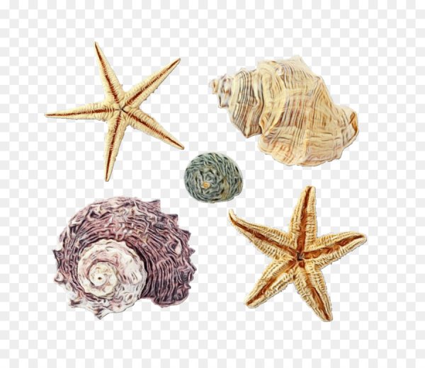 Ракушка звезда