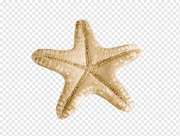 Морские звезды ракушки на прозрачном фоне